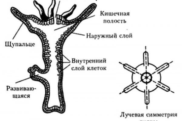 Кракен сайт в тор браузере ссылка